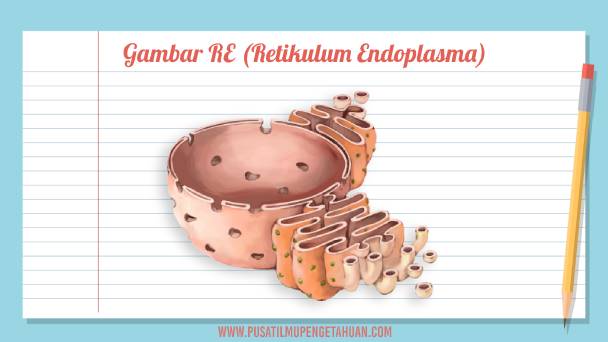 Gambar RE (Retikulum Endoplasma)